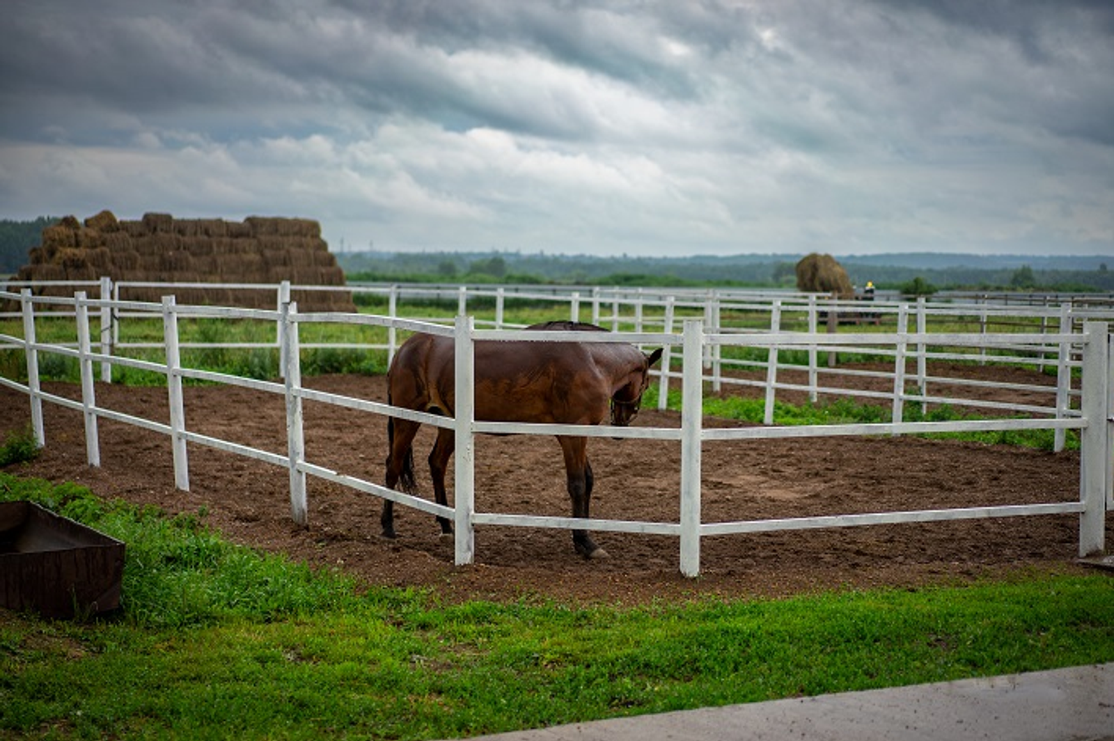 В Башкирии на форум собрались коневоды