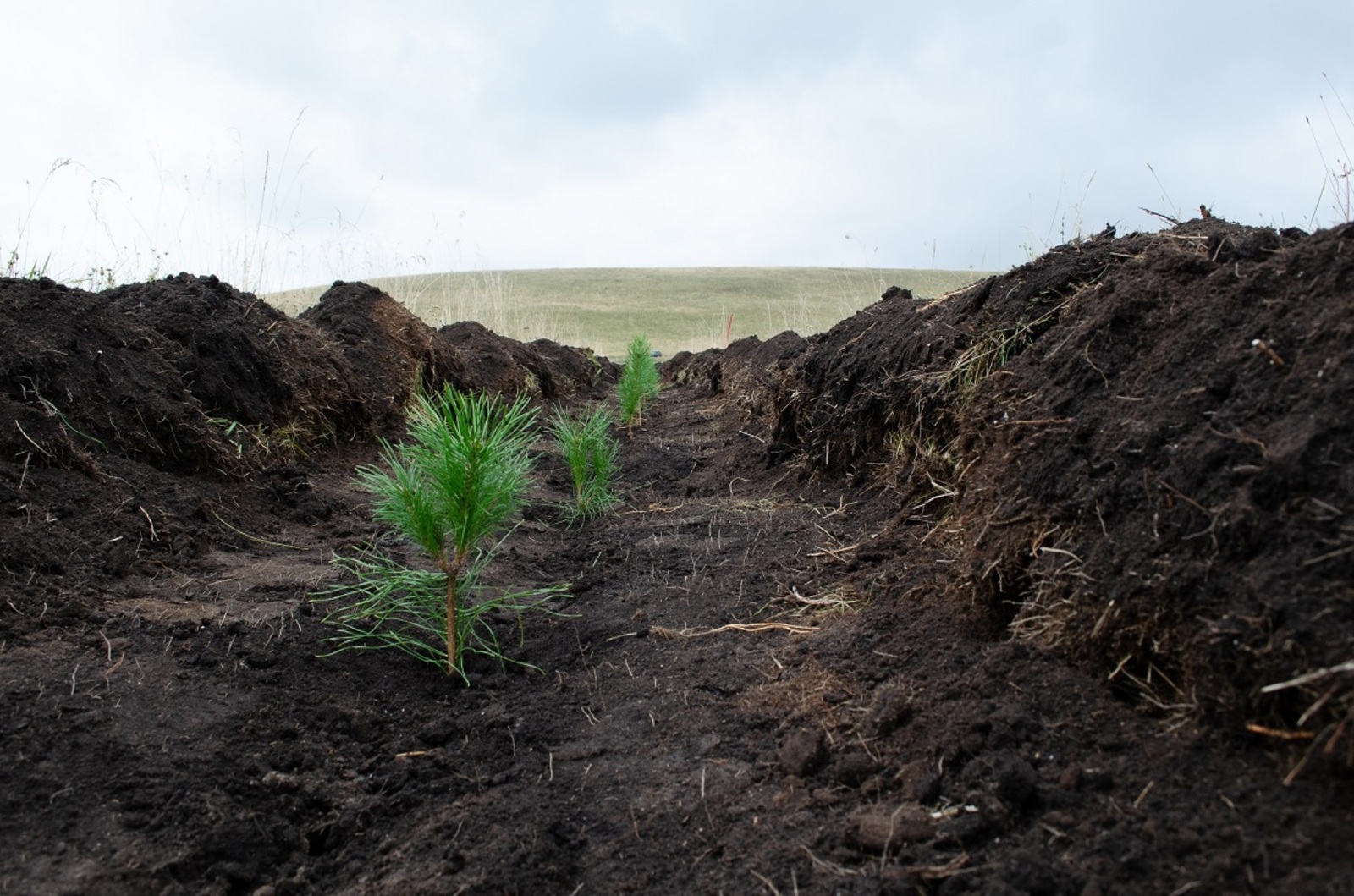 В Башкирии проведено компенсационное лесовосстановление