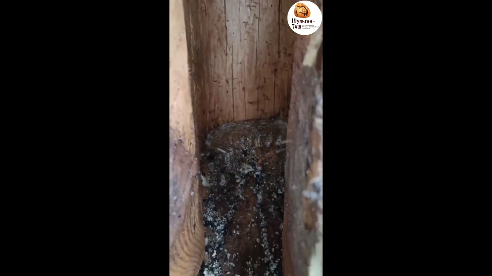 В заповеднике «Шульган-Таш» медведь разорил борть