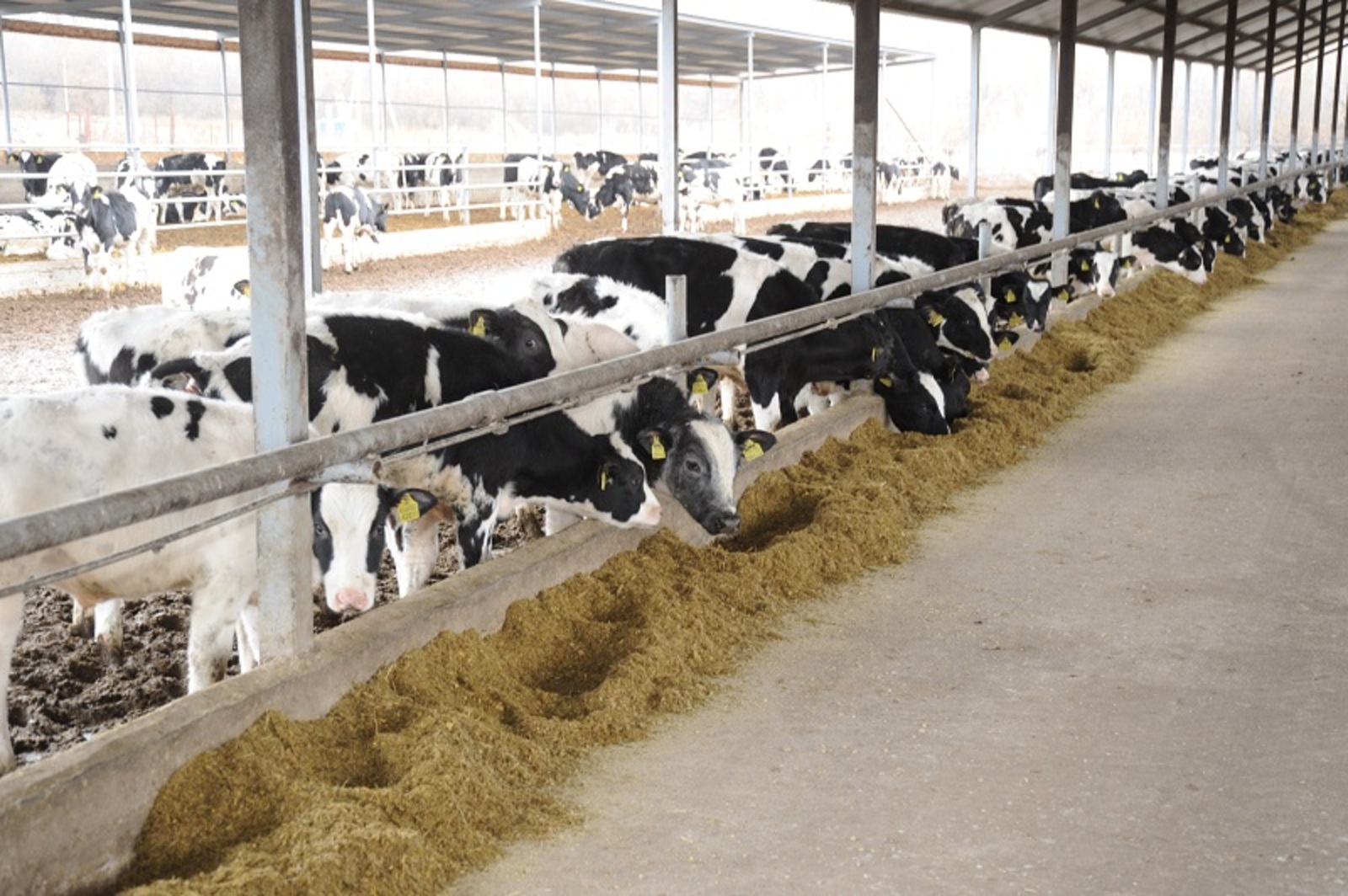 Радий Хабиров: В Башкирии запустили сразу три агропроизводства