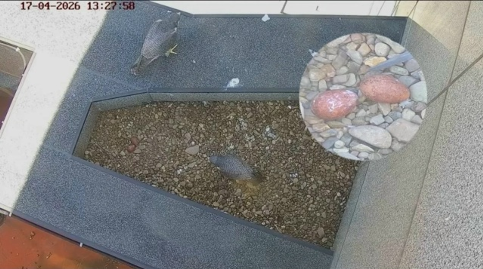 В Уфе у пары легендарных сапсанов обнаружены два яйца