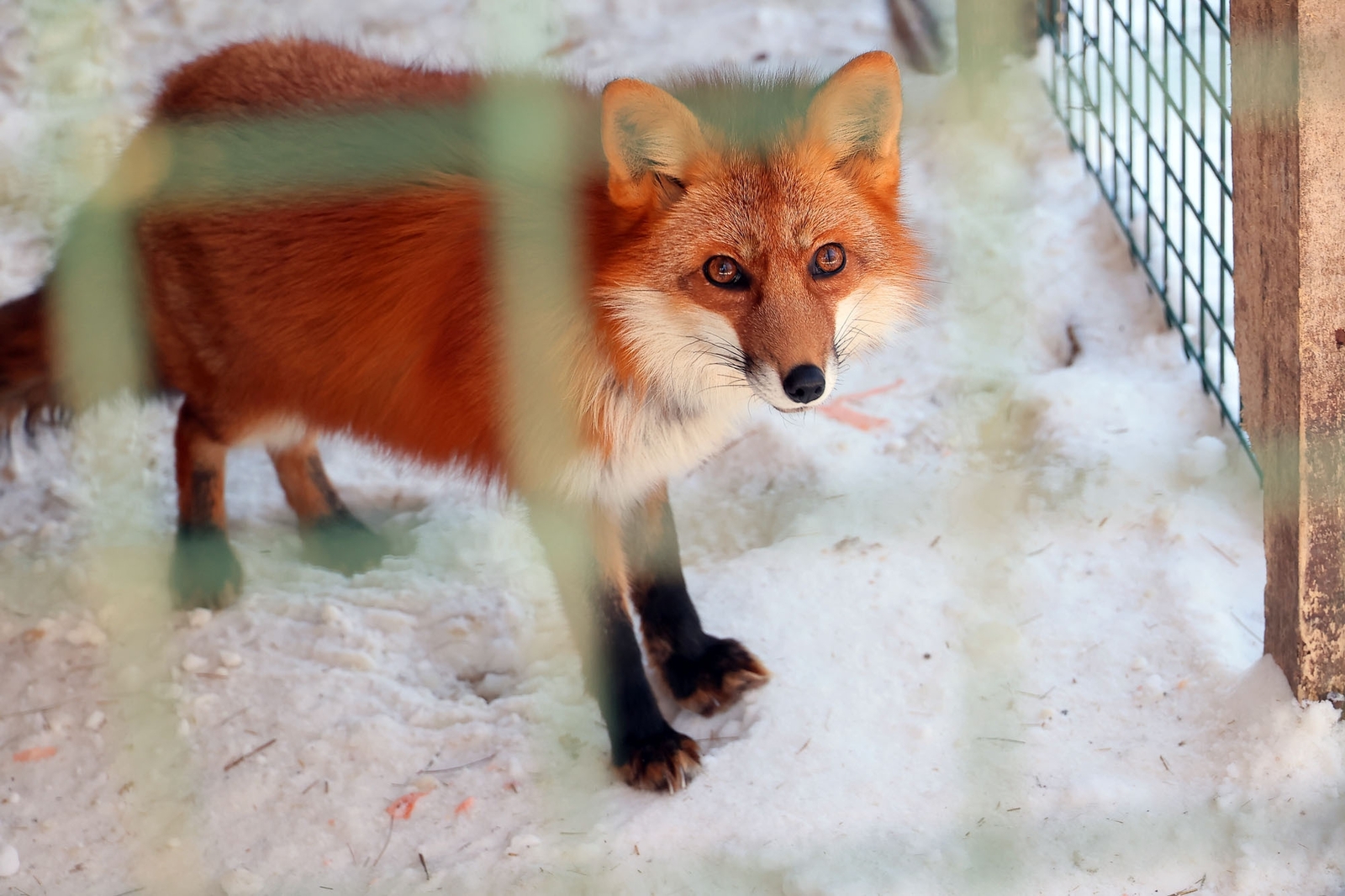 Башкирский город Салават оккупировали лисы