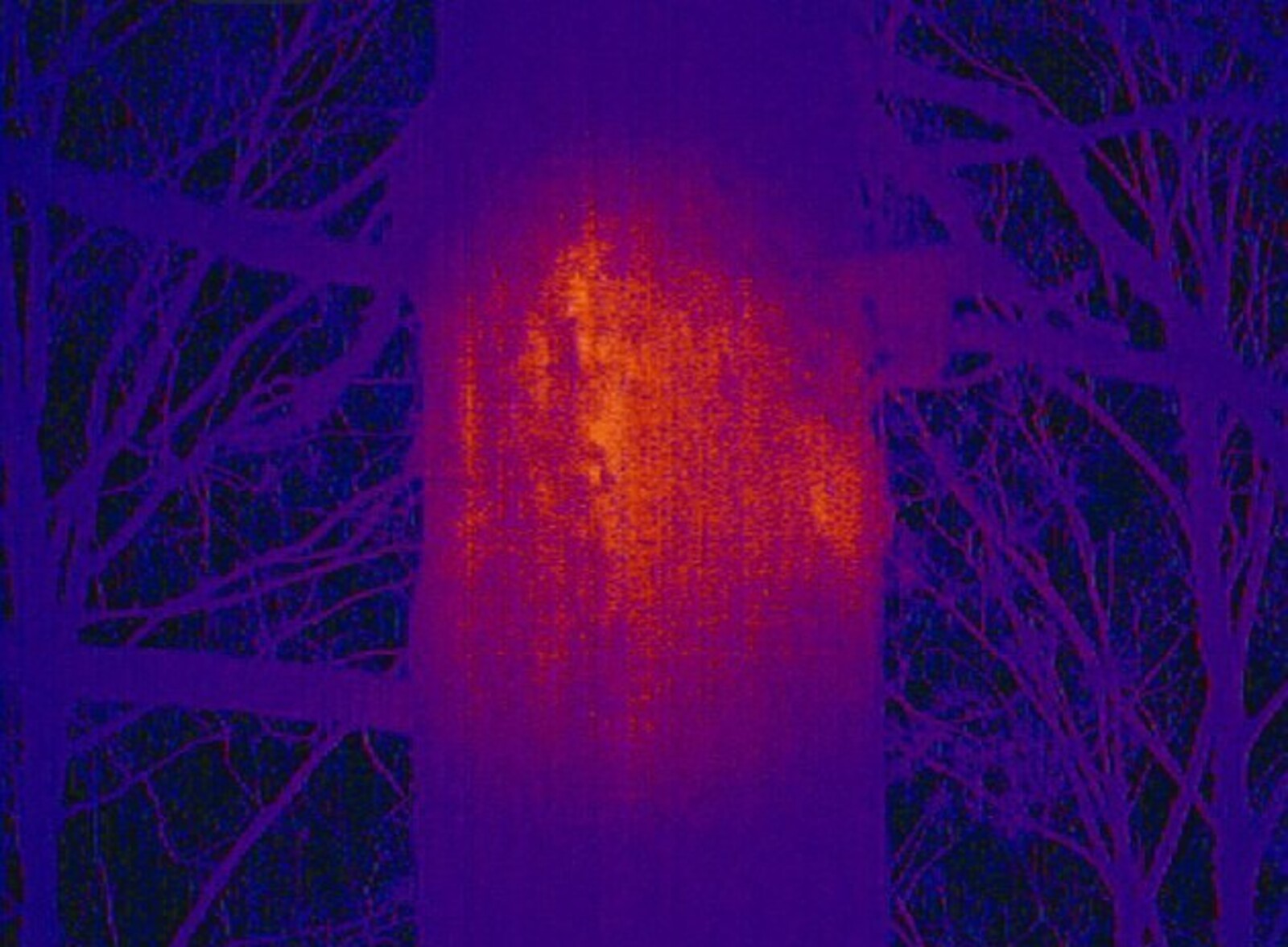 В заповеднике «Шульган-Таш» жизнеспособность «бурзянок» проверили тепловизором