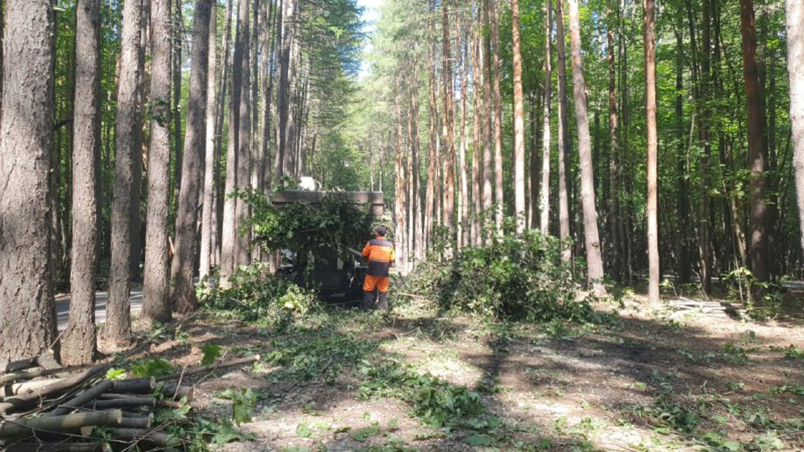 В Уфе власти прокомментировали вырубку леса на улице Блюхера