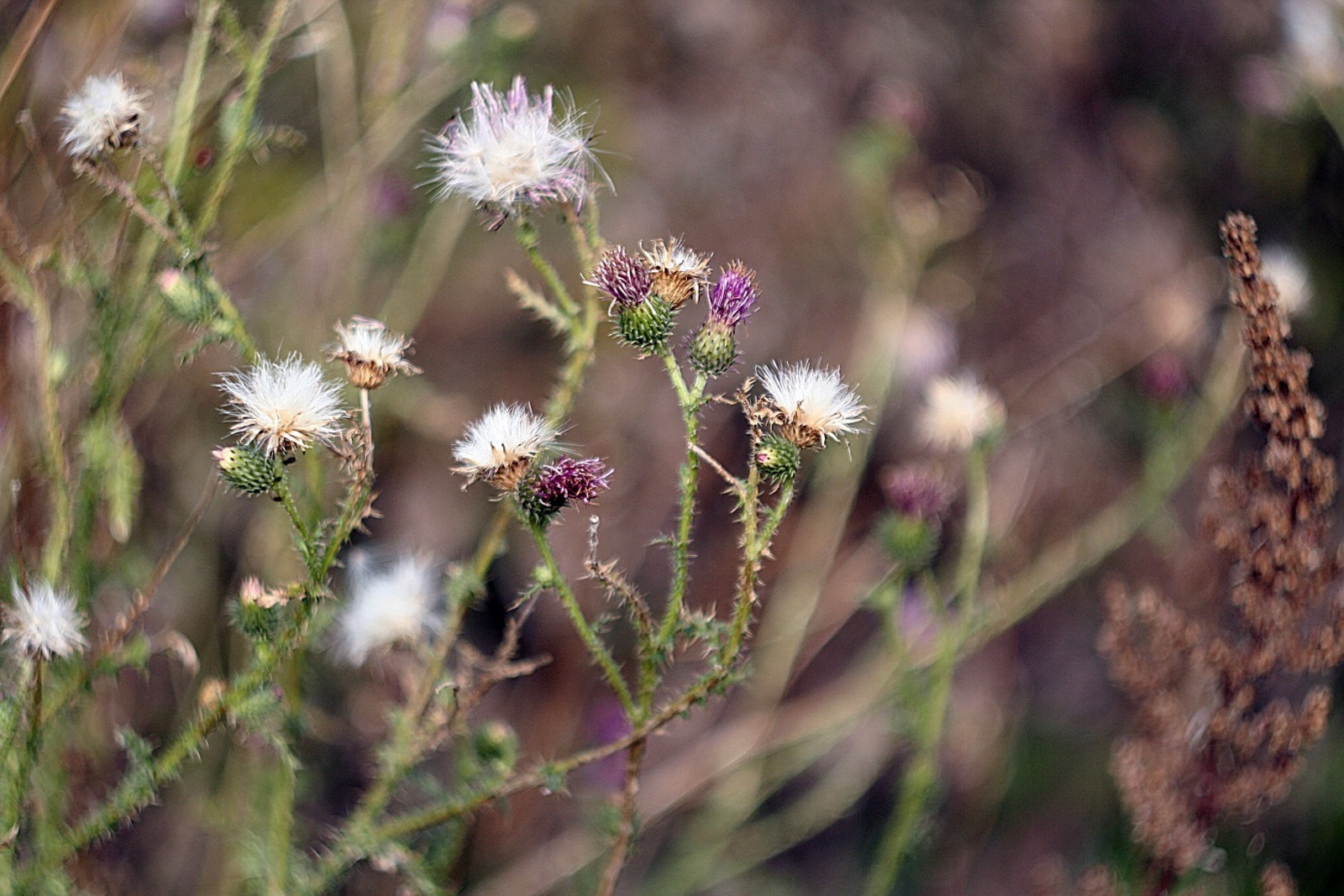 В Башкирии будут уничтожать вредные растения
