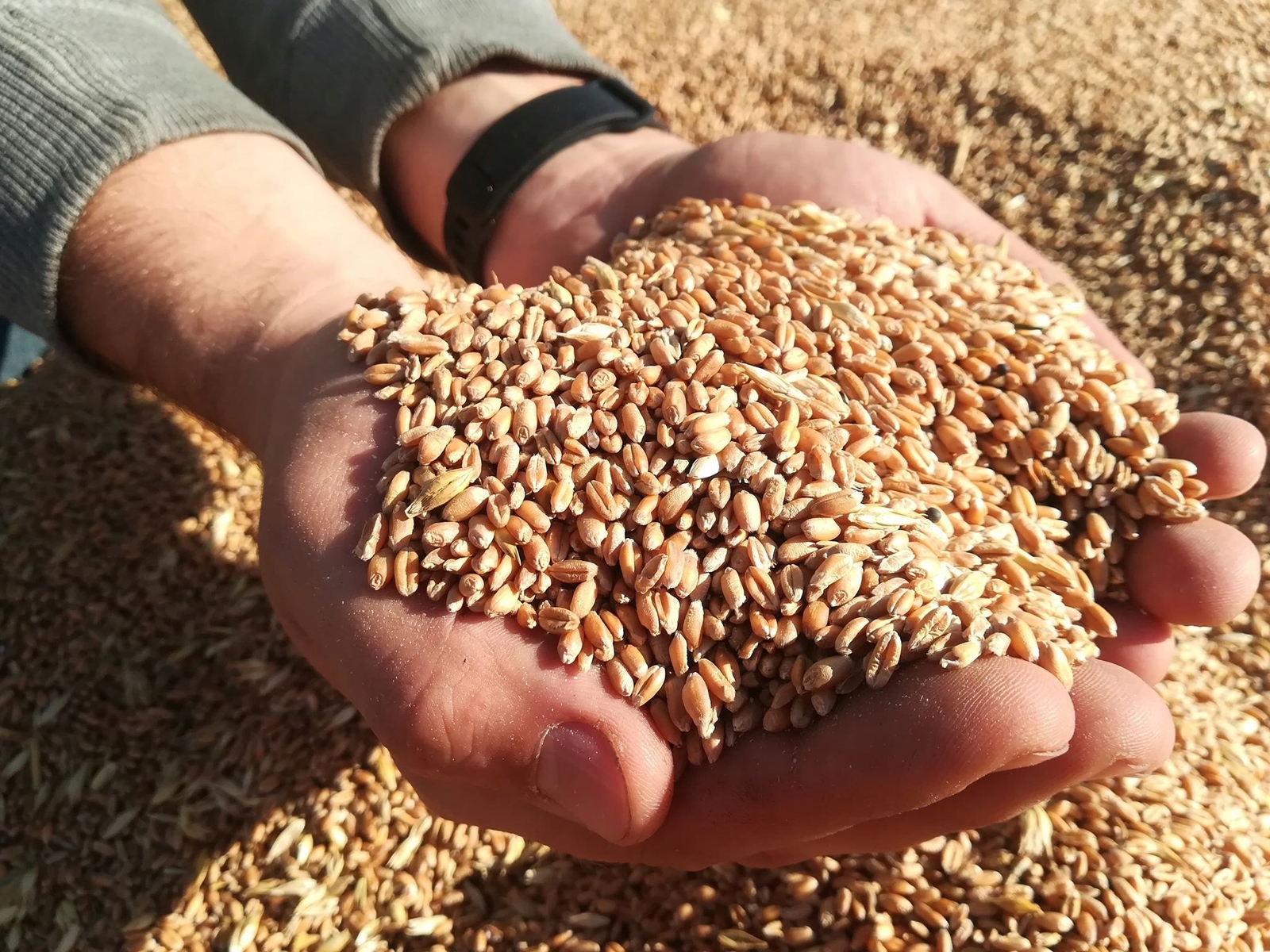 В Башкирии поддержат производителей зерна