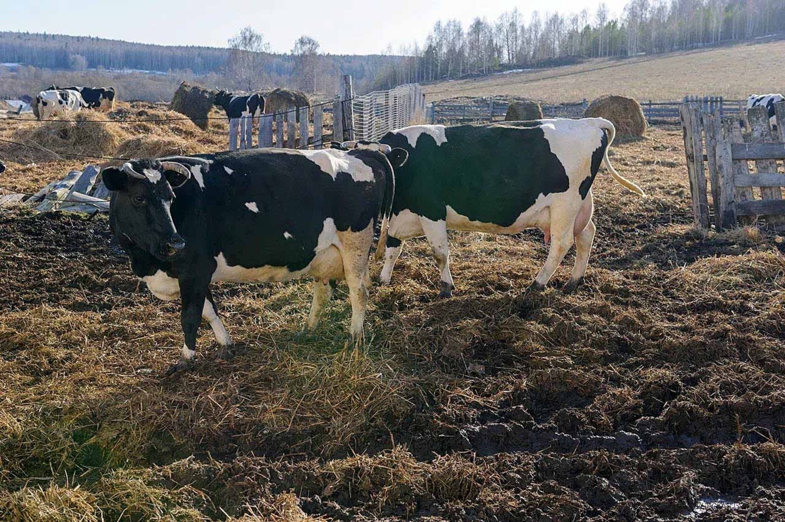 Альберт ЗАГИРОВ  В Башкирии стали известны лучшие хозяйства по производству молока