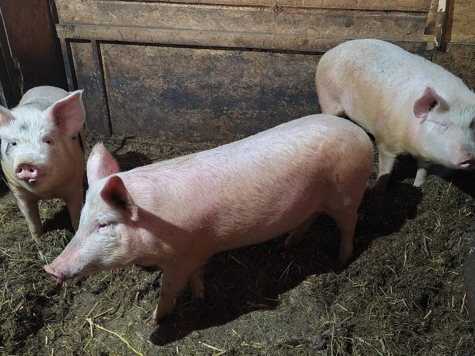 В Башкирии участник СВО создал свиноферму благодаря социальному контракту