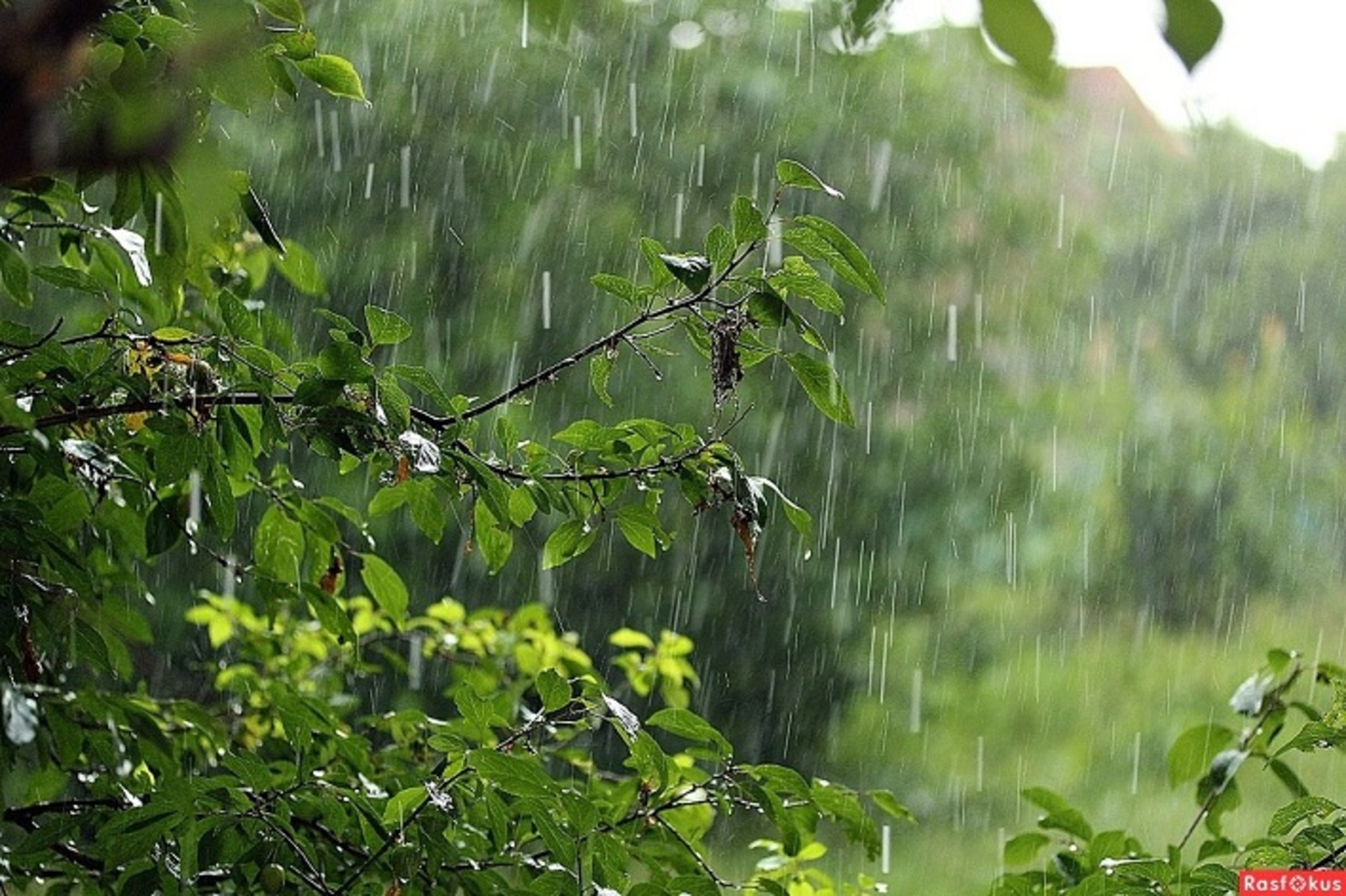 В Башкирии всю неделю будет лить дождь