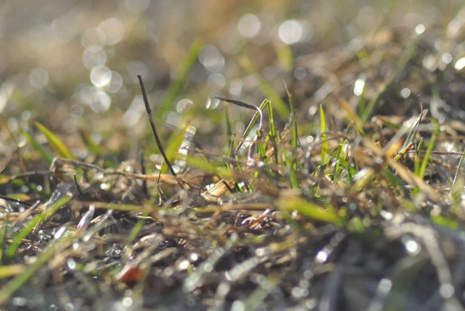 Альберт ЗАГИРОВ.