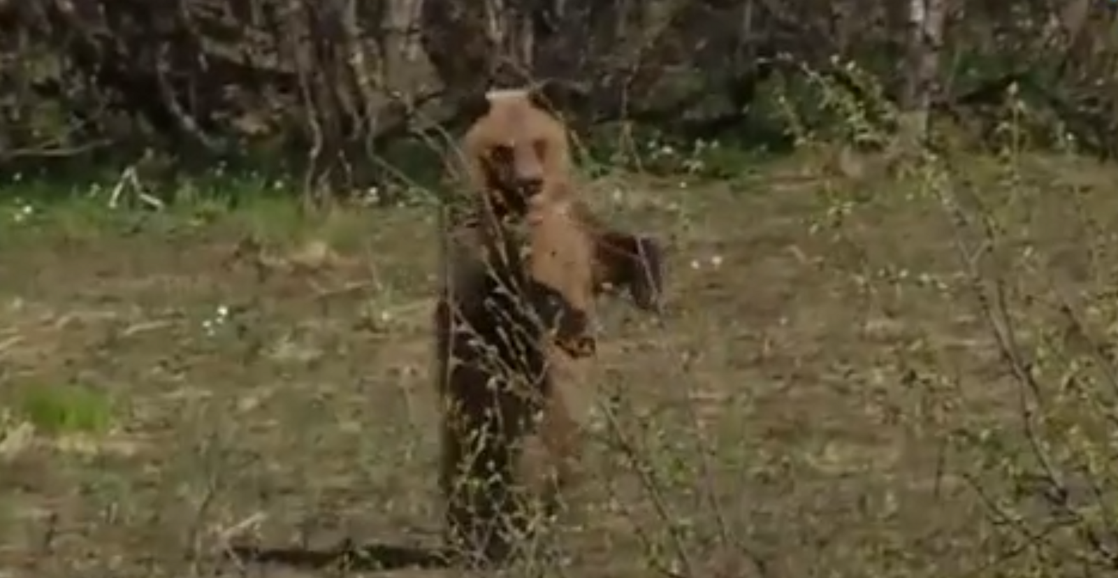 В Башкирии охотникам разрешили добыть 130 медведей