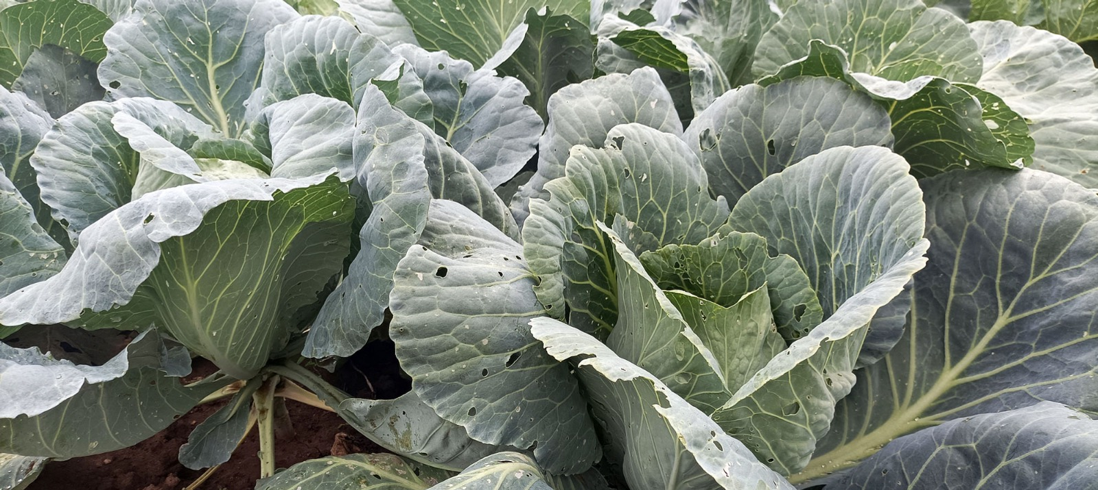 Артур СМОЛОВ