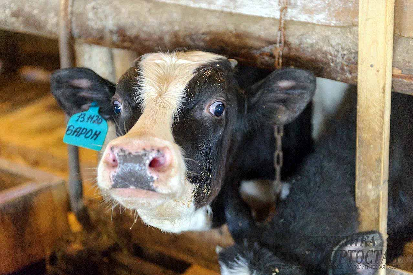 В одной из деревень Башкирии введён карантин по бешенству