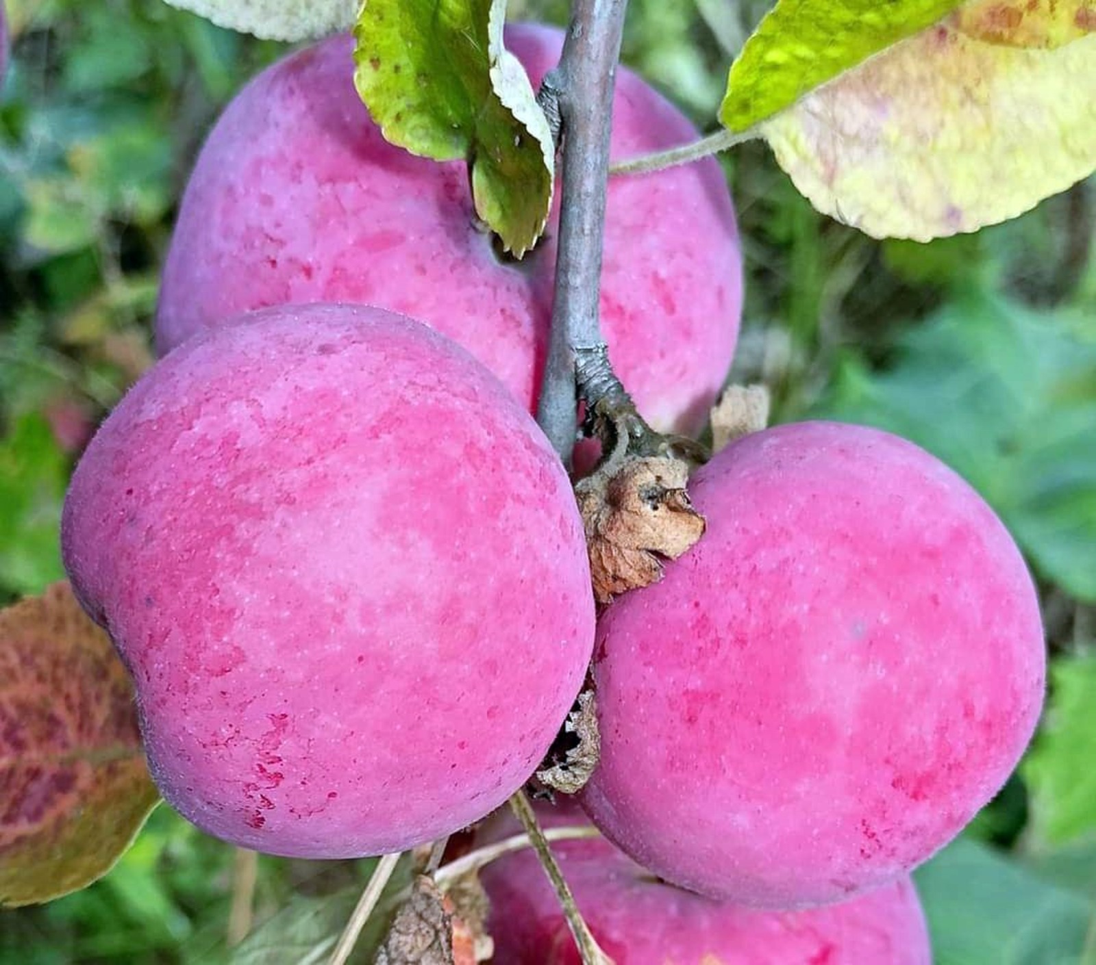 Марина ТОНДЕЛЬ  Получить хороший урожай поможет правильно выбранный сорт яблонь.