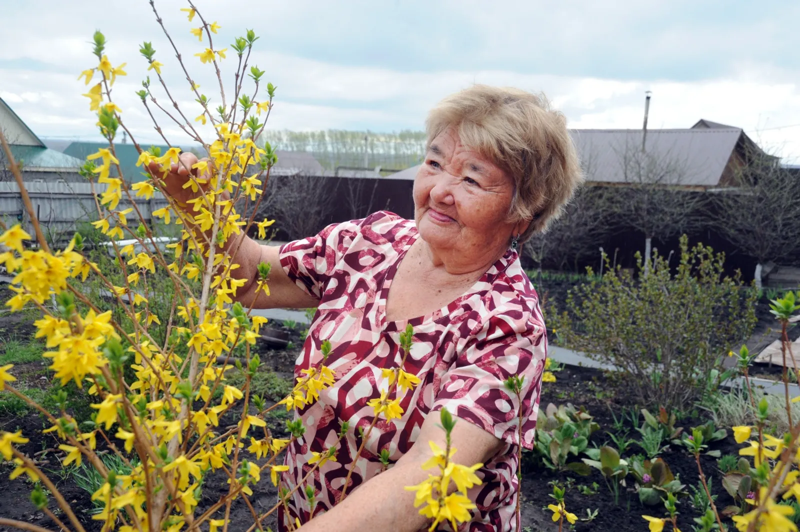 Ринат РАЗАПОВ  Сажида Фазыловна и ее любимая форзиция.