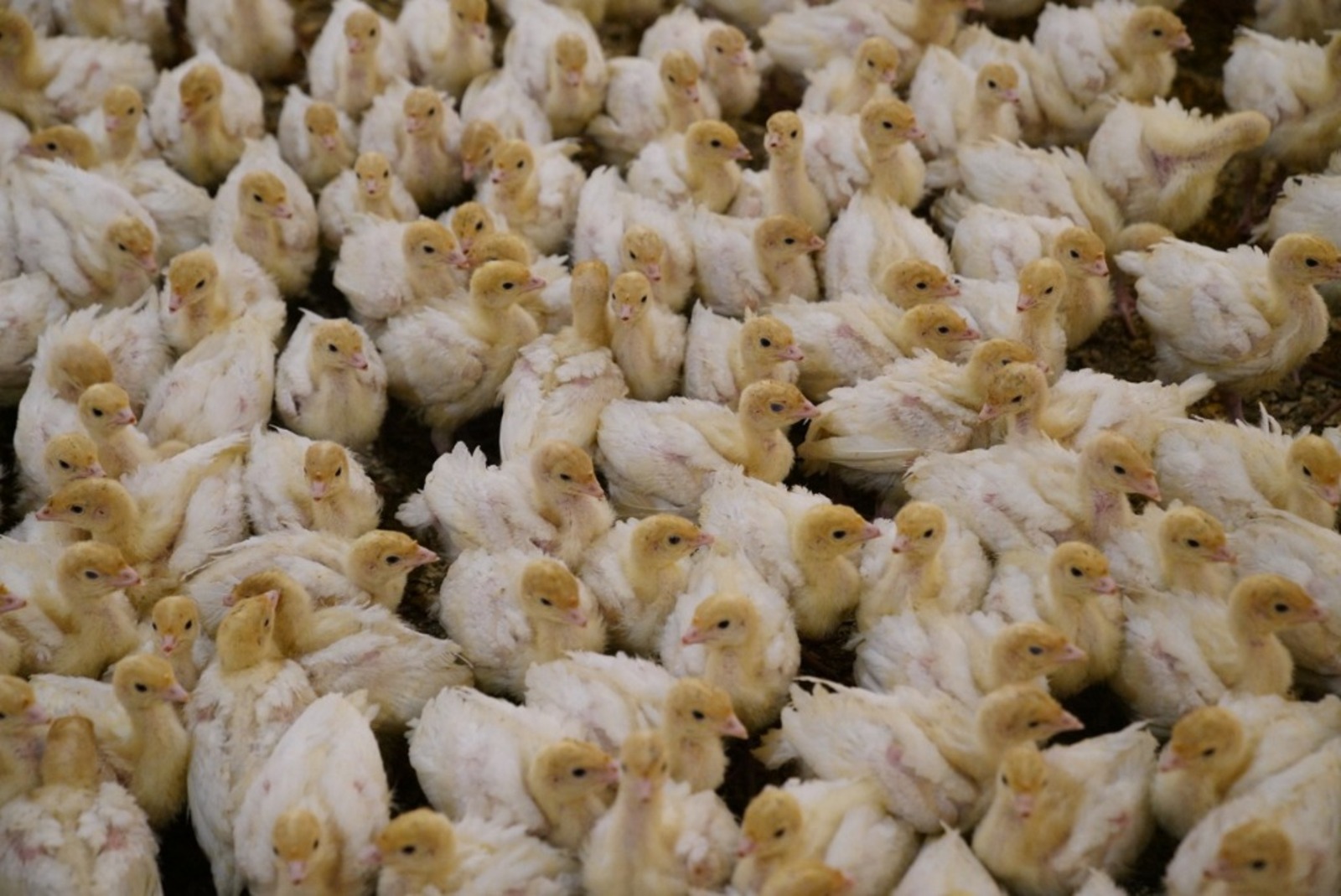 Жительница Башкирии открыла мини-ферму благодаря соцконтракту