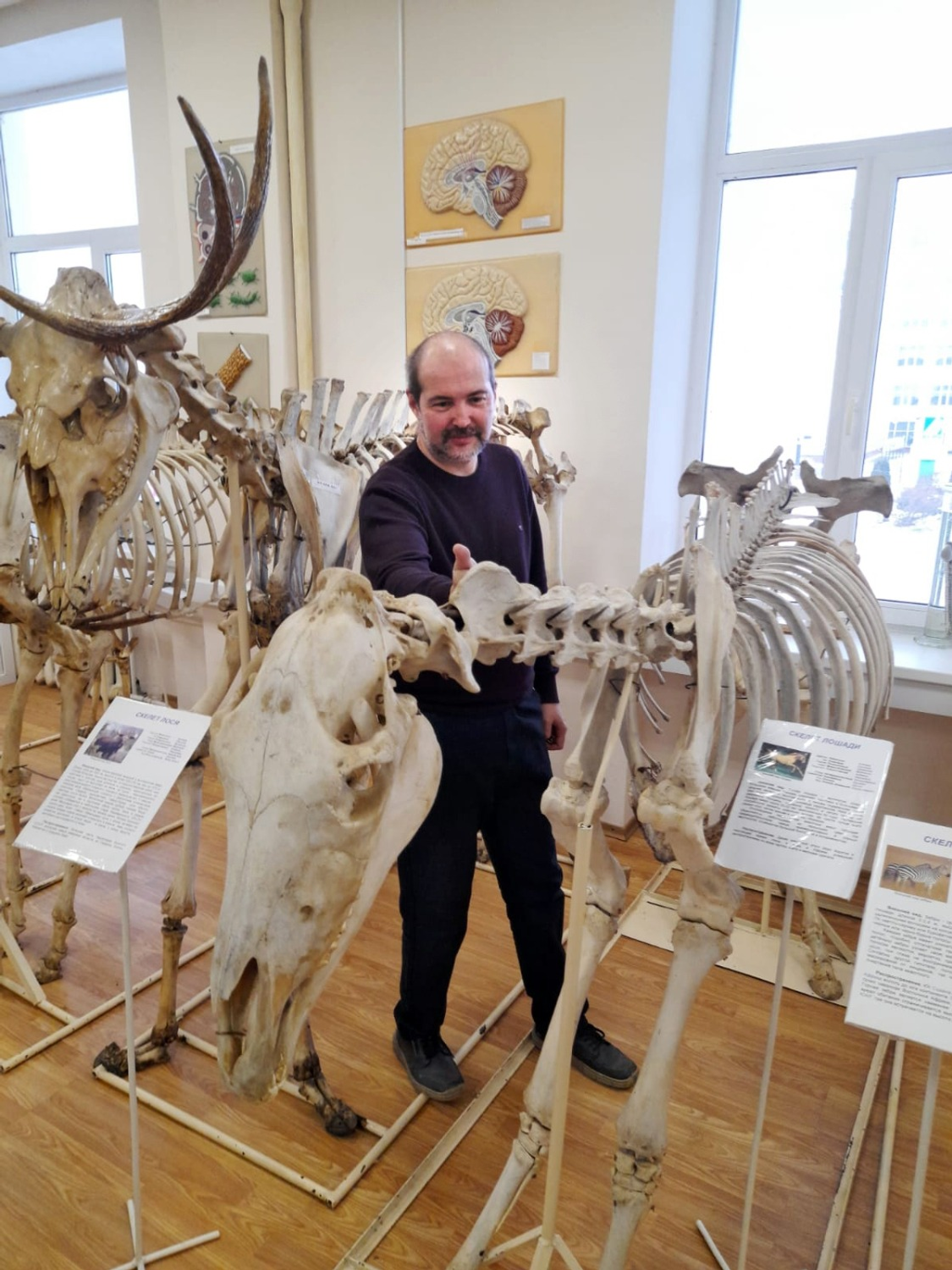 автора Скелет лошади в студенческой аудитории — как учебный материал.