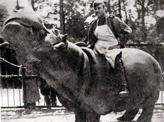 пресс-служба Калининградского зоопарка Владимир Полонский со спасенным бегемотом.