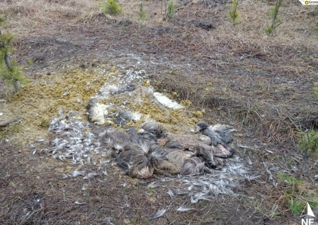 В Башкирии на территории заказника браконьеры убили лося