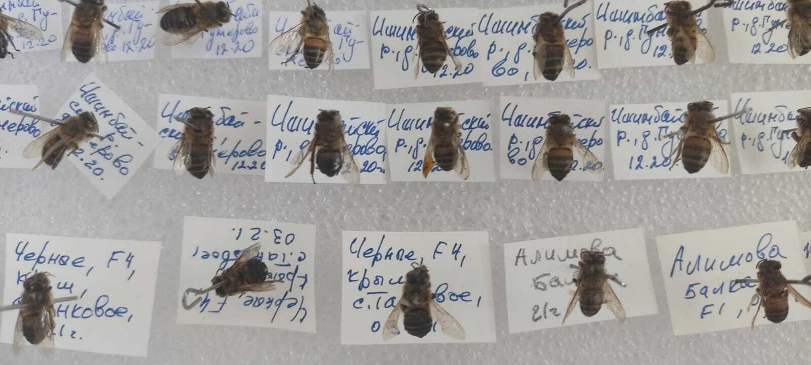 Миляуша Нуркаева: «Стажировка поможет мне в изучении башкирской пчелы»