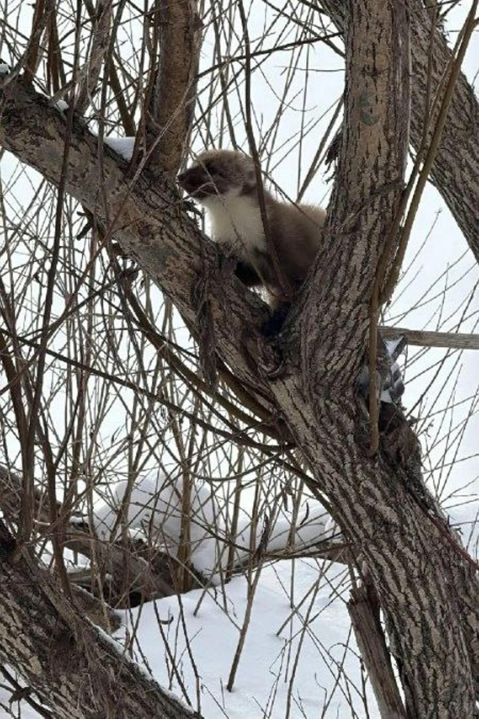пресс-служба министерства природопользования и экологии РБ