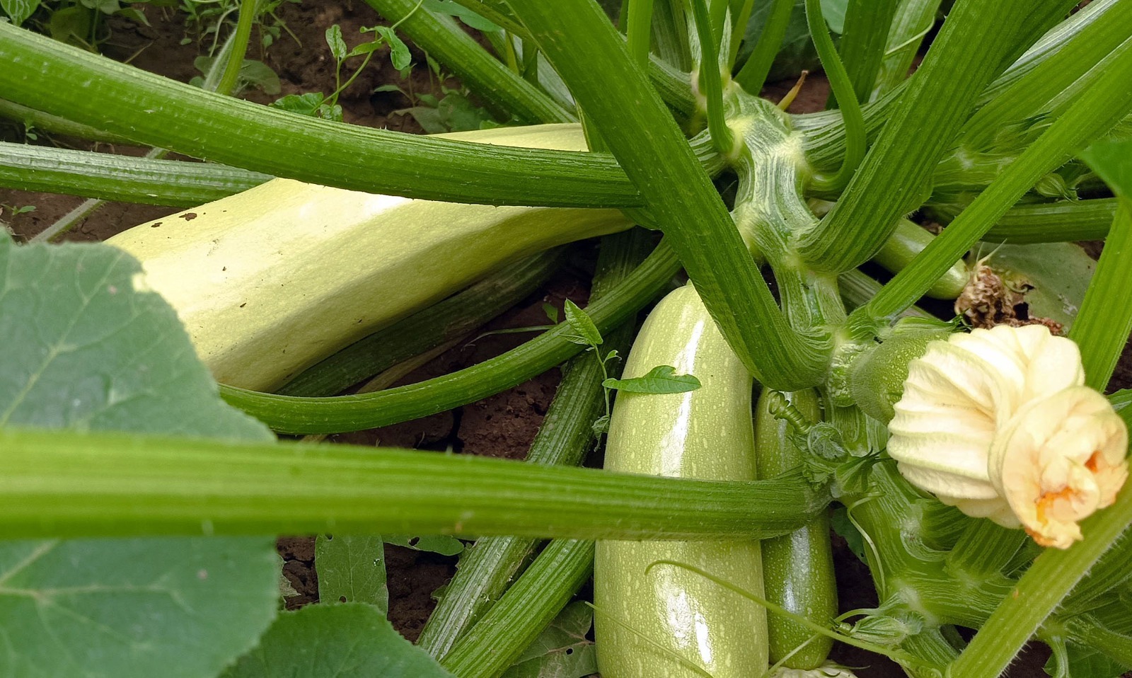 Артур СМОЛОВ