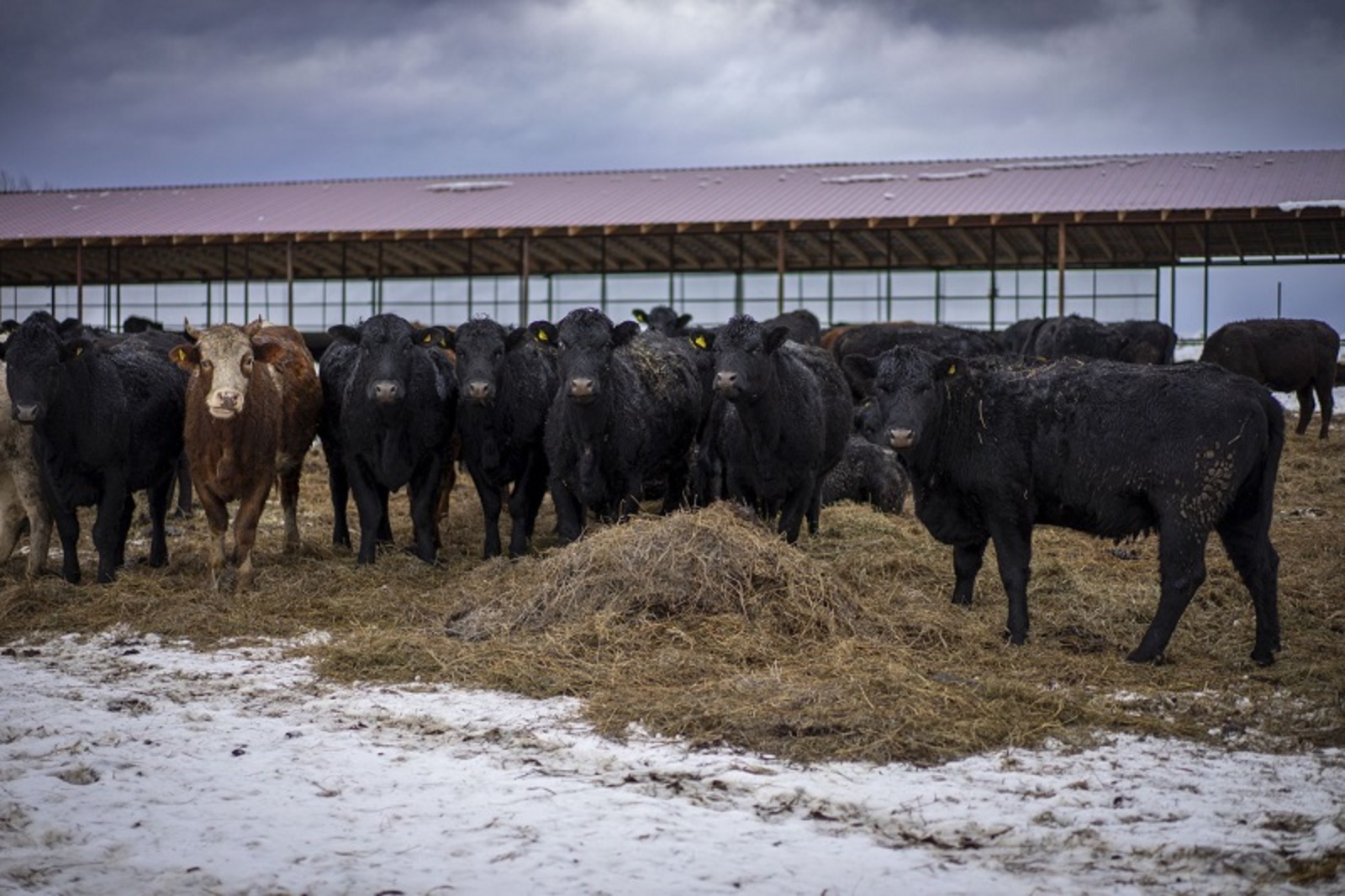 В Башкирии открыли комплекс откорма крупного рогатого скота