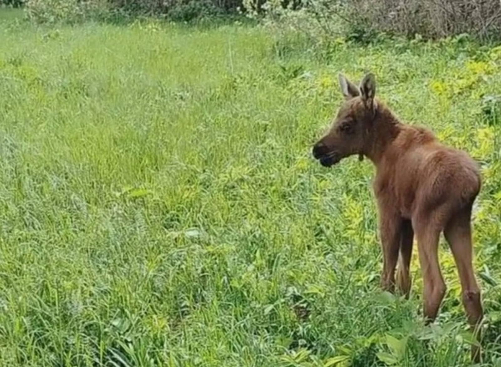 В Башкирии взяли под наблюдение одинокого лосёнка