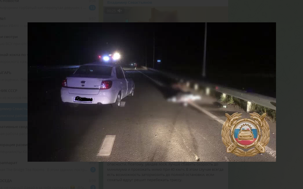 В Башкирии лось погубил пассажира автомобиля