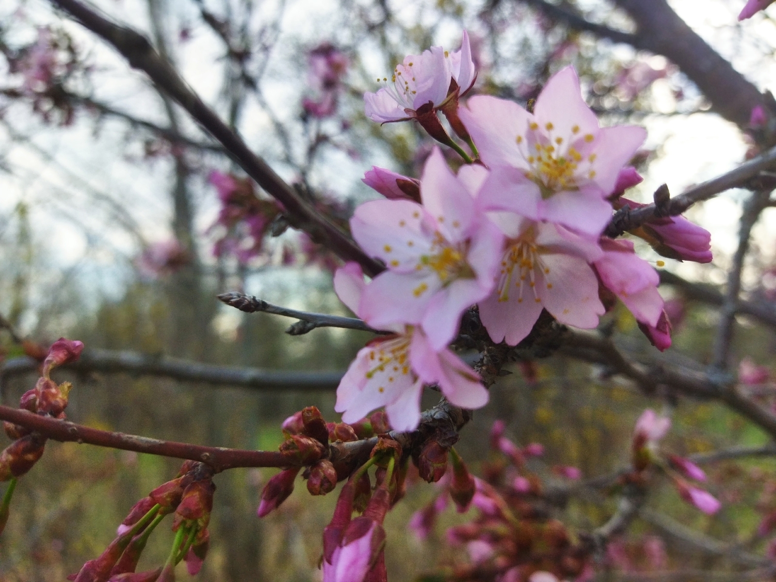 В Ботаническом саду Уфы ответили на вопрос о начале цветения сакуры