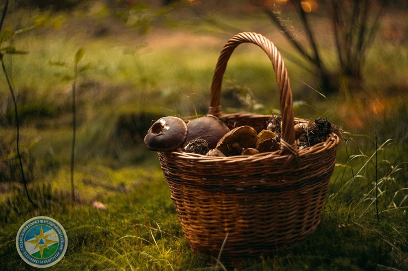 В Башкирии второй день ищут пропавшего грибника