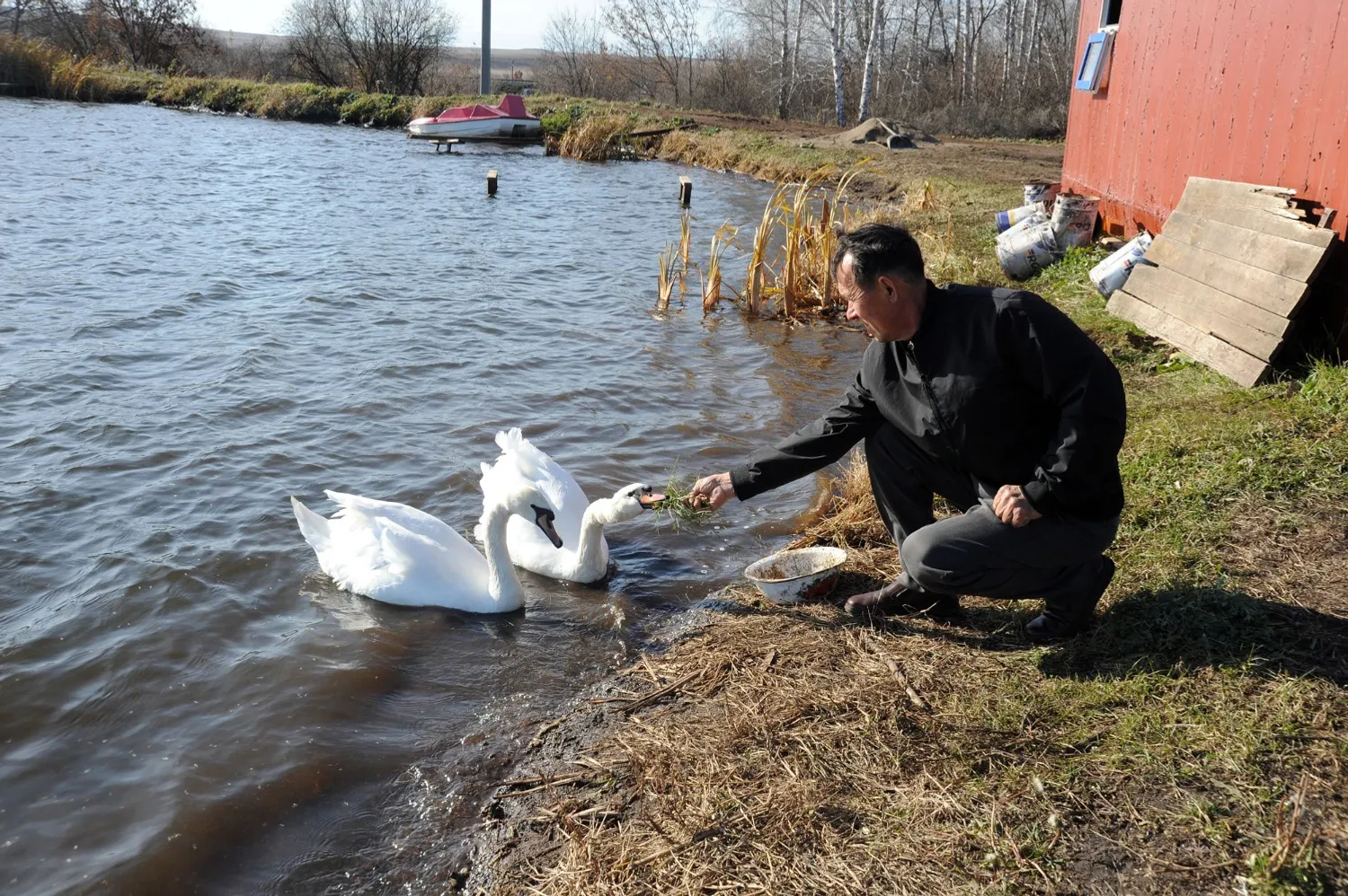 Ринат РАЗАПОВ  Пара лебедей на пруду совсем ручные.