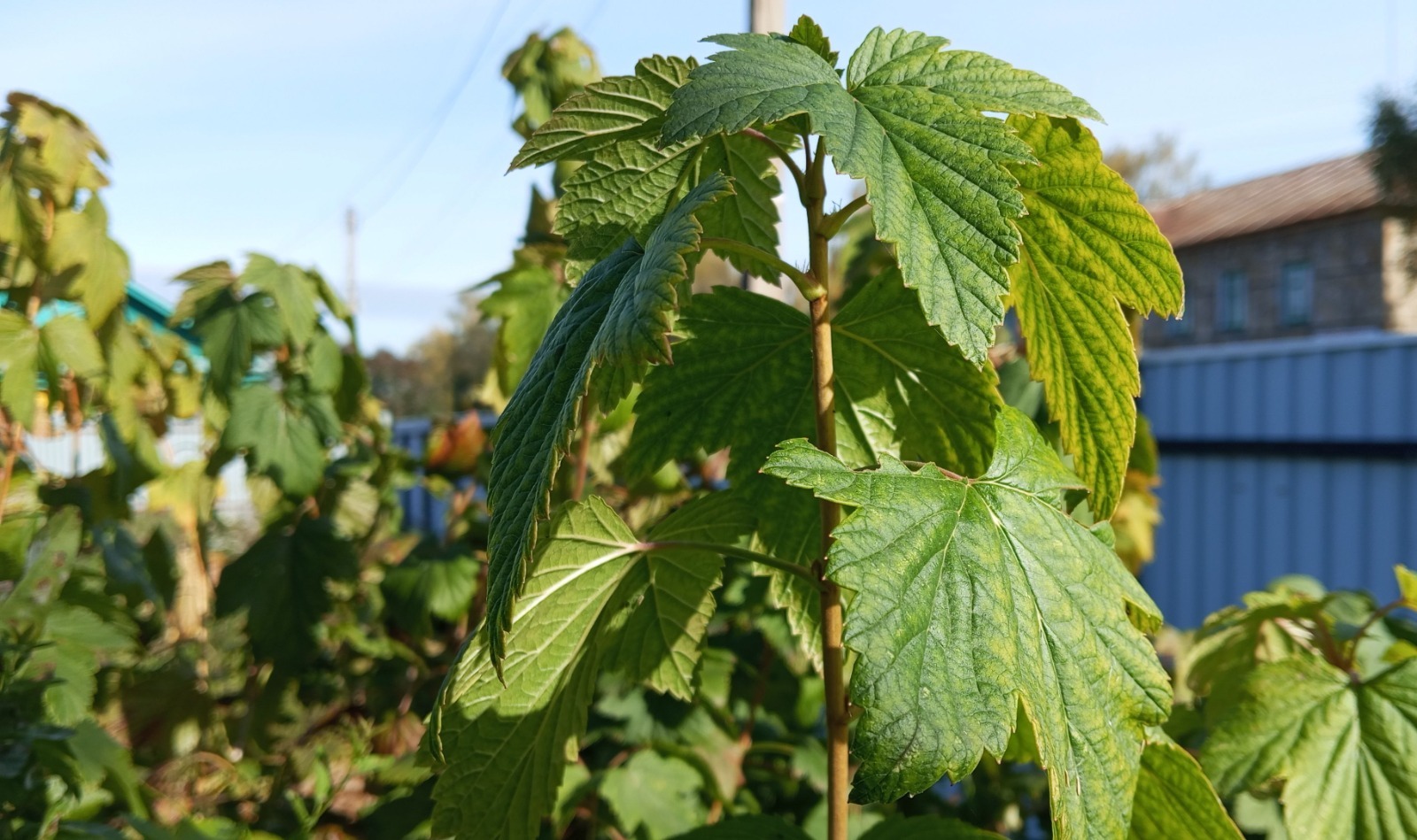 Галина ЕГОРОВА