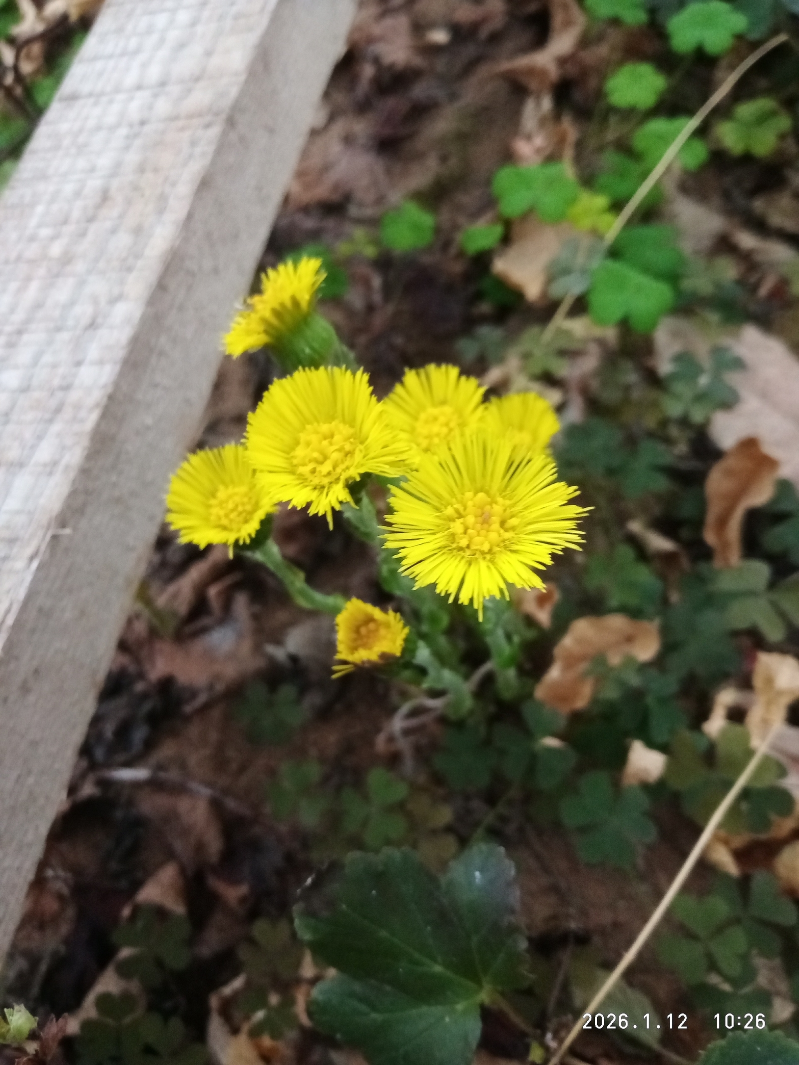 В Башкирии расцвёл первый весенний цветок