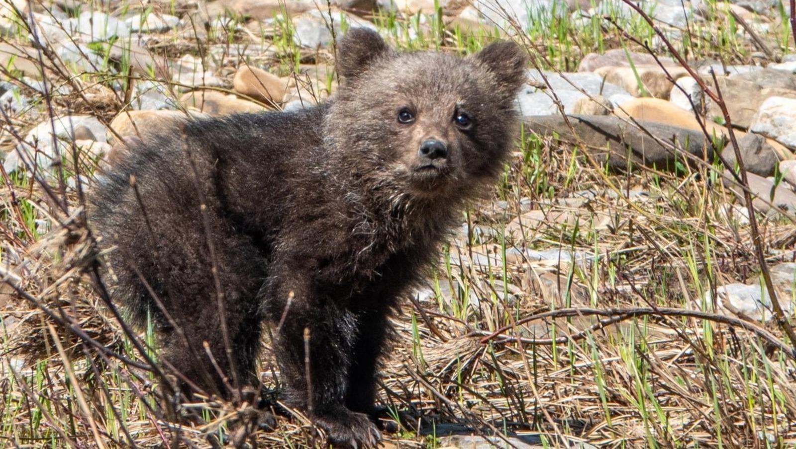 В национальном парке «Башкирия» медвежонок ищет маму