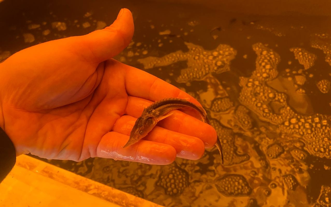 В Башкирии в водоём выпустили 50 тысяч мальков стерляди