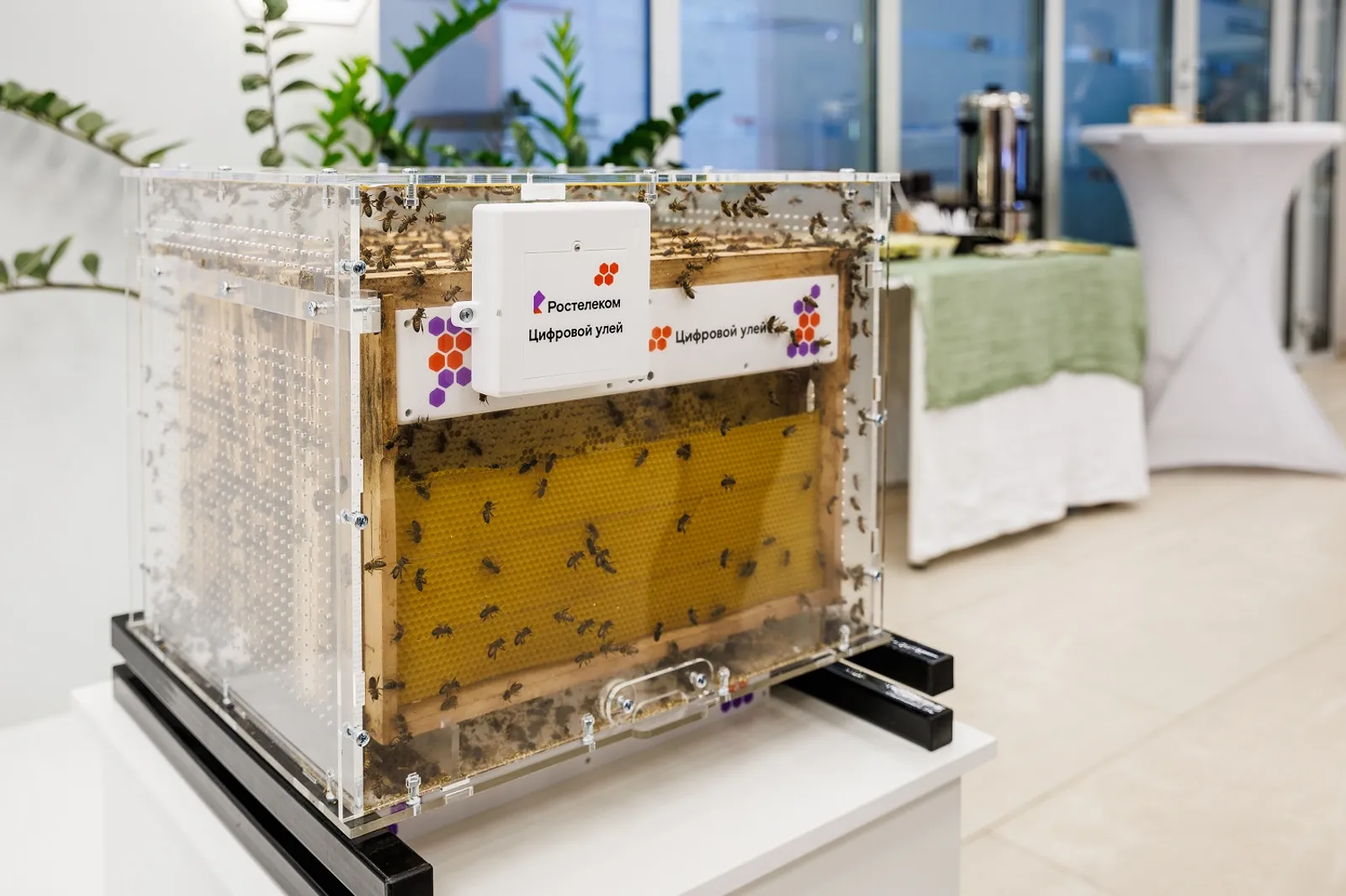 В Башкирии пчеловоды смогут работать удалённо