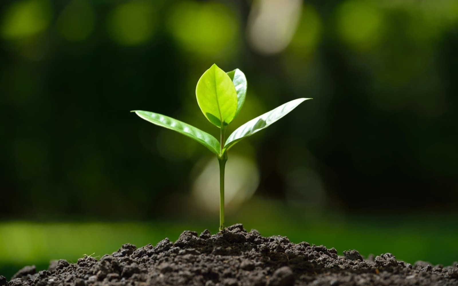 Студентка из Башкирии создала препарат, очищающий почву от нефти