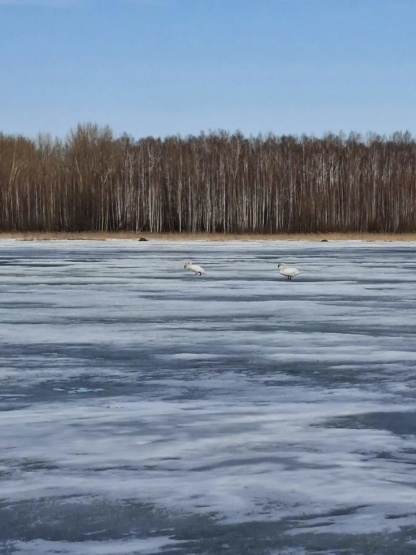 В Башкирии экотропу «Лебединая заводь» посетили 880 туристов