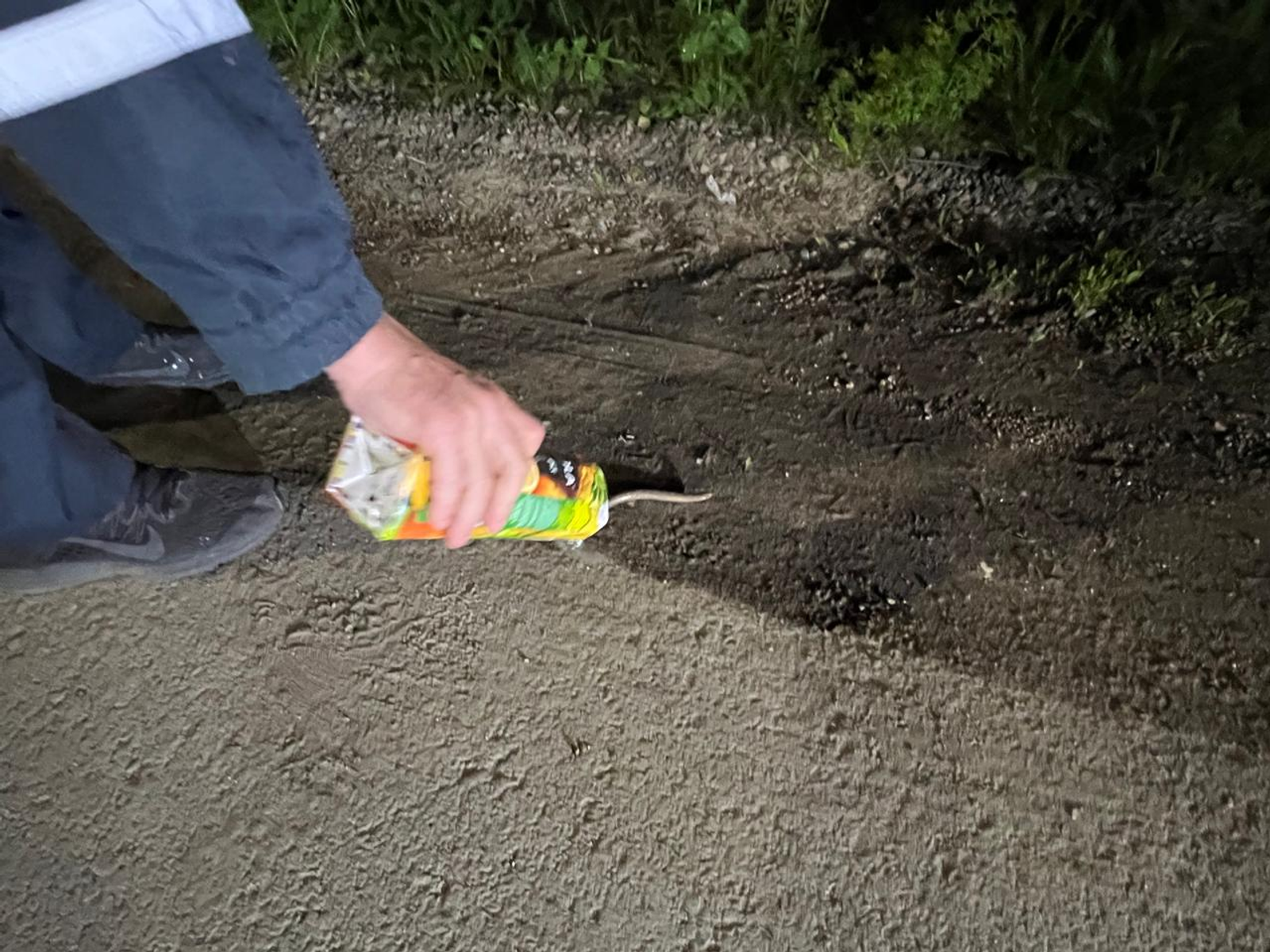 В Уфе на натяжном потолке в частном доме отловили змею