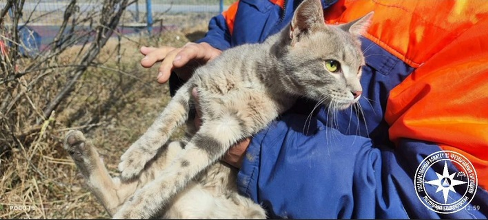 В Башкирии спасли кошку, застрявшую под капотом машины