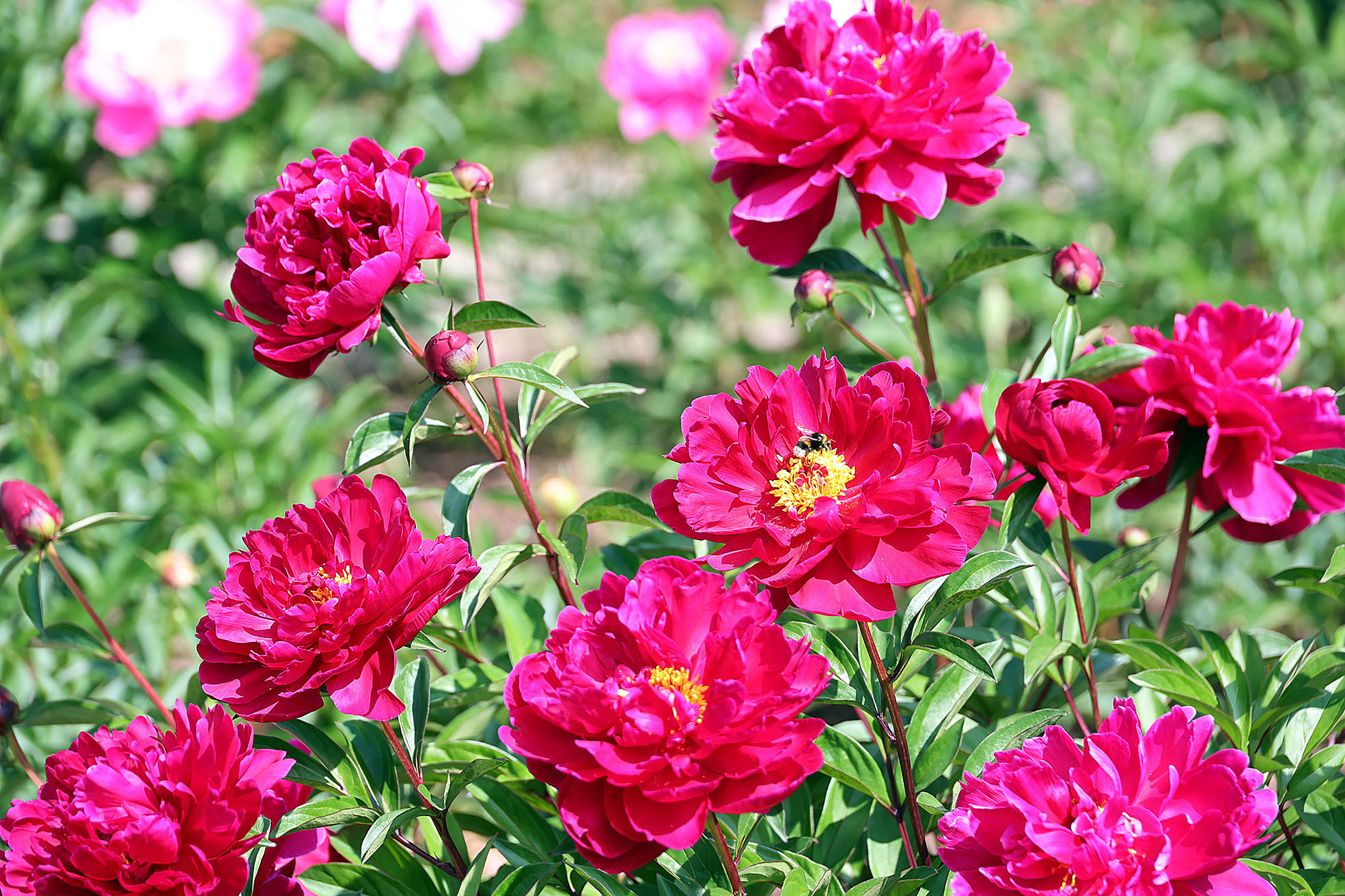 «Чак-чак» найдём в цветнике