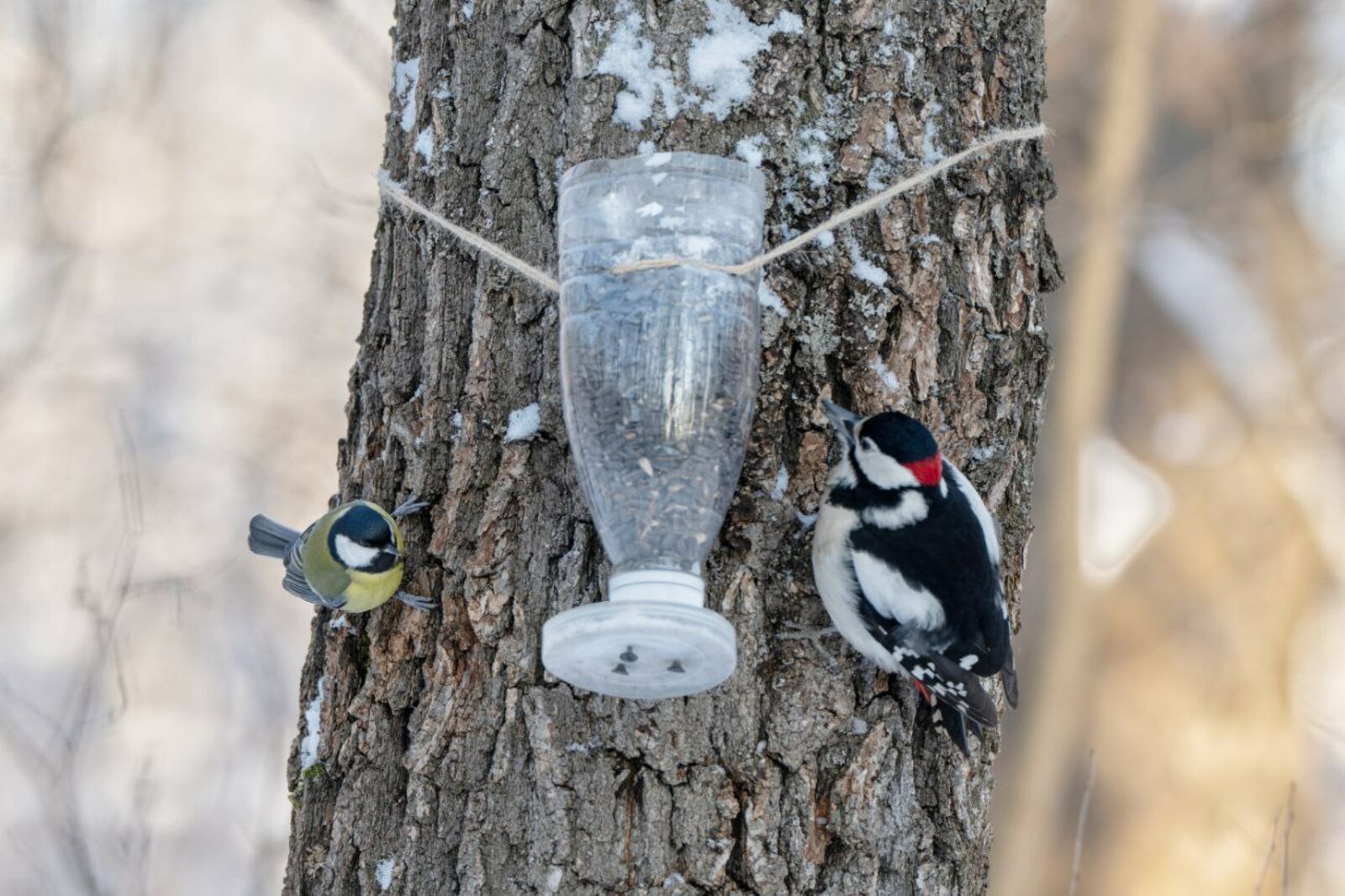 В День зимующих птиц на Караидельской тропе в Уфе разместят кормушки