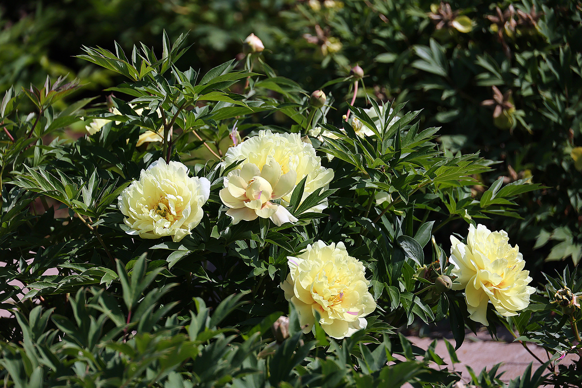 «Чак-чак» найдём в цветнике