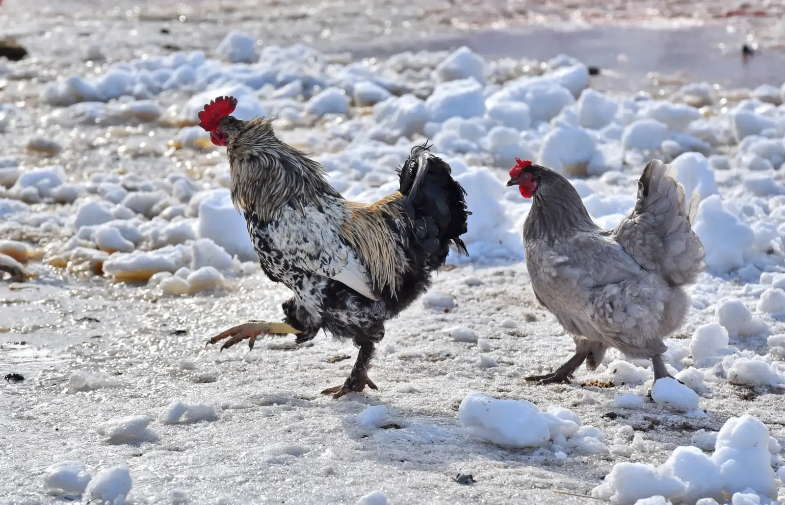 В Башкирии пожарные спасли 41 курицу и не допустили перехода огня на жилые дома