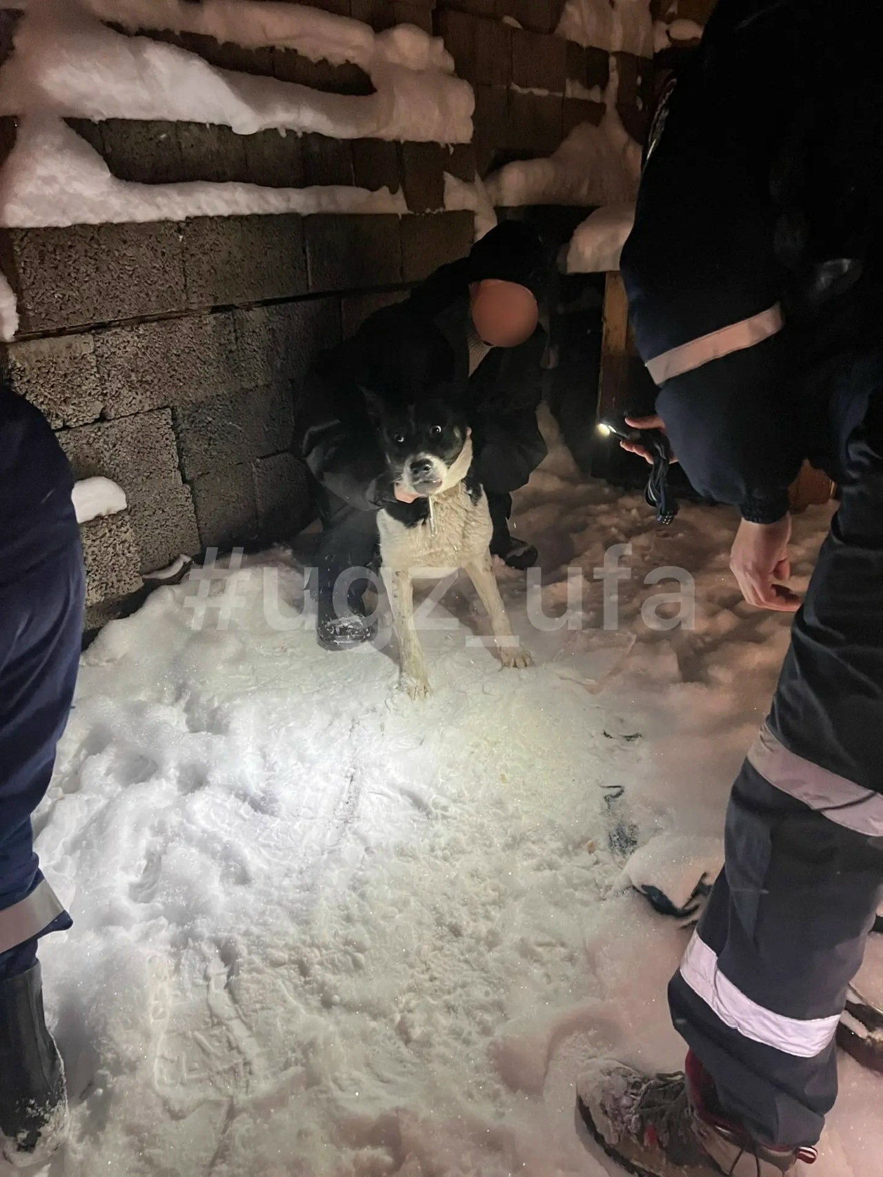 В Уфе спасатели пришли на помощь собаке