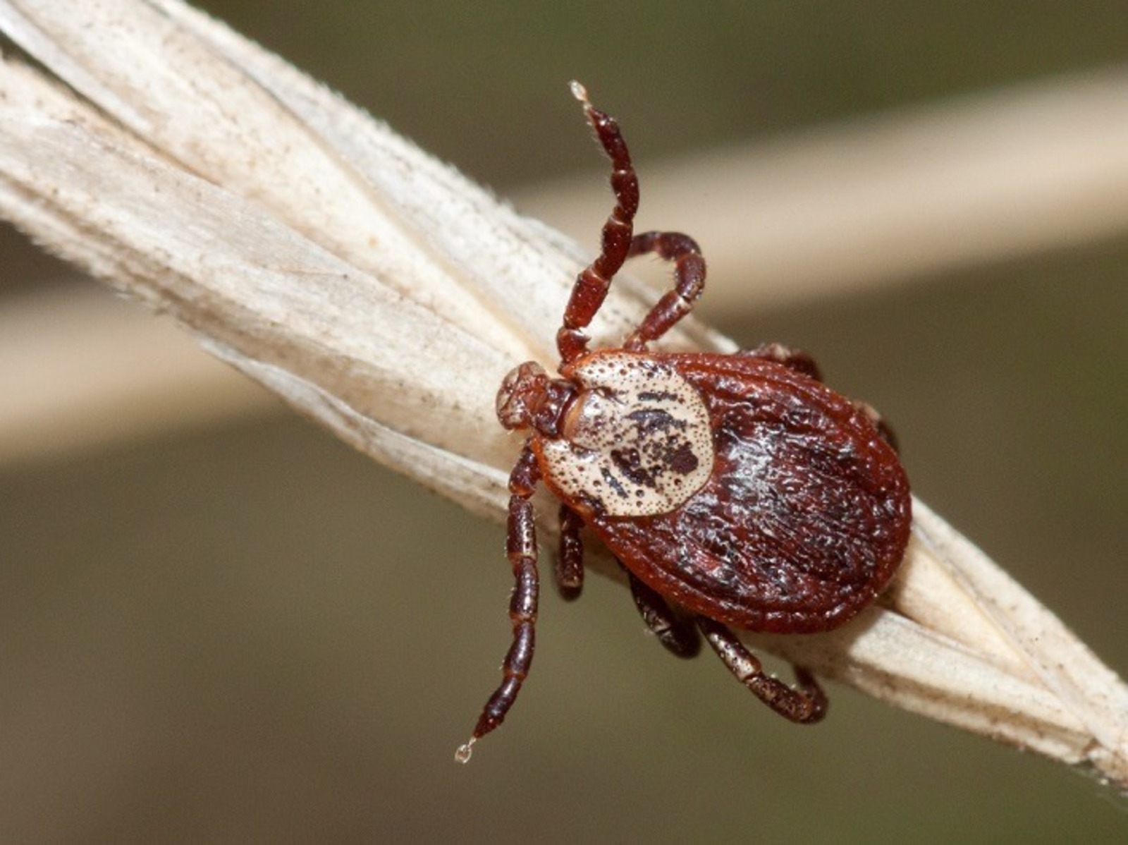 Альберт ЗАГИРОВ.