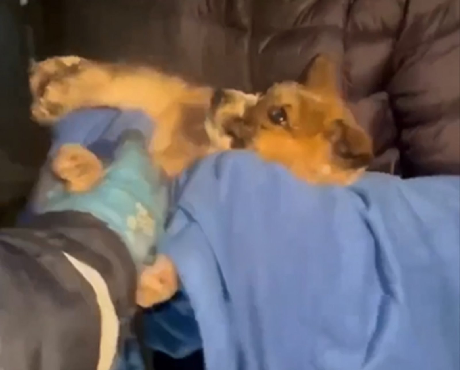 В Уфе спасатели помогли щенкам, застрявшим между гаражами в мороз