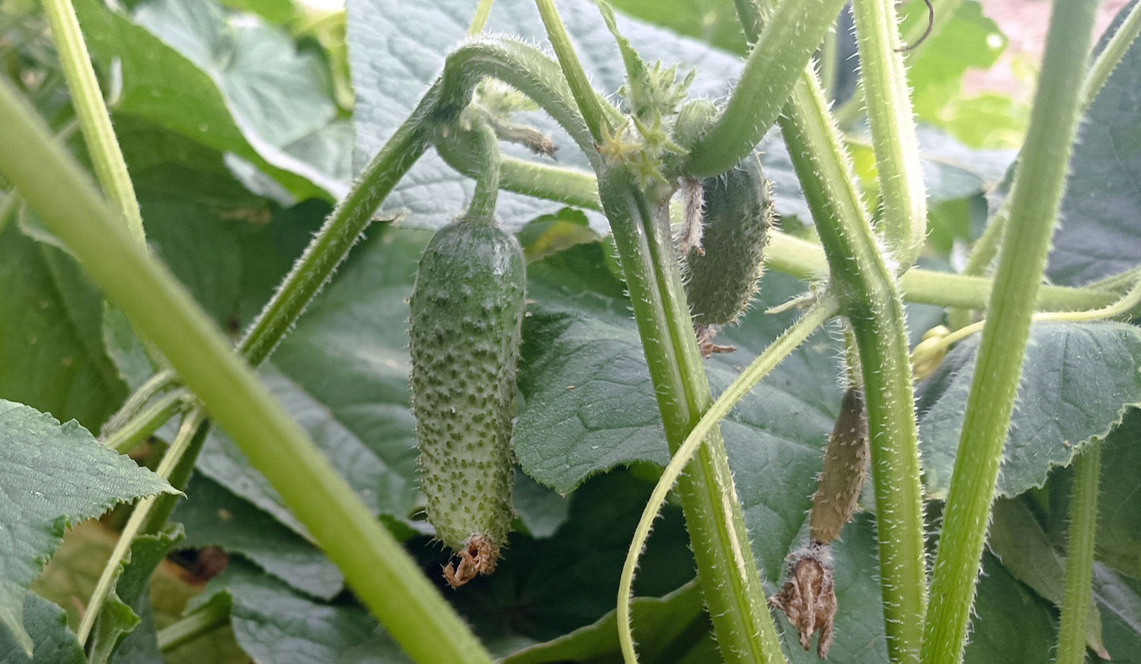 Артур СМОЛОВ