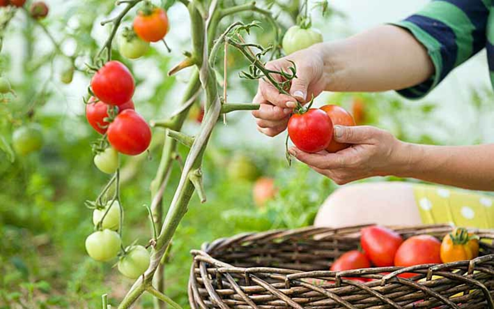 Трудности выращивания томата